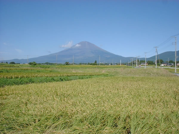 御殿場コシヒカリの田んぼ