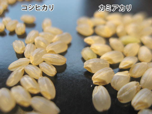 カミアカリ 玄米 - 米・雑穀・粉類